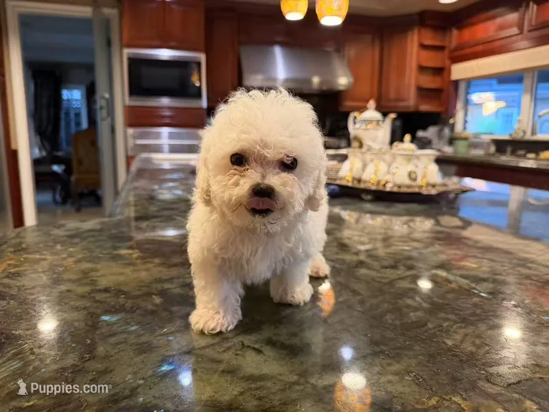 Ana – Bichon Frise puppy for sale in Lake Elsinore, CA