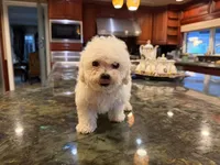 Ana, a female Bichon Frise for sale in Lake Elsinore, CA – Photo 1 of 6