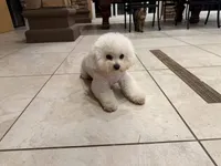 Harry, a male Bichon Frise for sale in Lake Elsinore, CA – 2 of 5