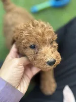 Bella, a female Poodle - Standard  for sale in Lake Elsinore, CA – 3 of 10