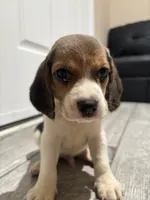 Snoopy, a male Beagle for sale in Lake Elsinore, CA – 2 of 10