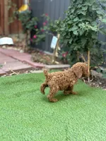 Bella, a female Poodle - Standard  for sale in Lake Elsinore, CA – 7 of 10