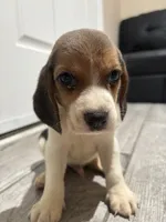 Snoopy, a male Beagle for sale in Lake Elsinore, CA – 5 of 10