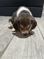 Toby, a male Beagle for sale in Lake Elsinore, CA – 6 of 10