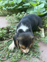Zoey, a female Beagle for sale in Lake Elsinore, CA – 6 of 10