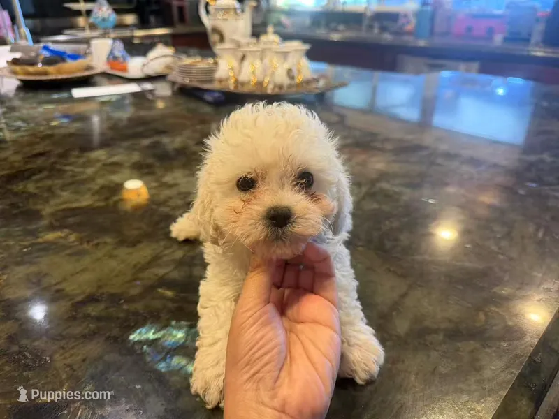 Thor – Bichon Frise puppy for sale in Lake Elsinore, CA