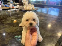 Thor, a male Bichon Frise for sale in Lake Elsinore, CA – 1 of 5
