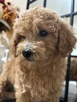 Molly, a female Poodle - Miniature  and Poodle - Standard  for sale in Lake Elsinore, CA – 6 of 10