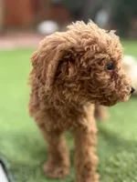 Charlie, a male Poodle - Standard  for sale in Lake Elsinore, CA – 7 of 9