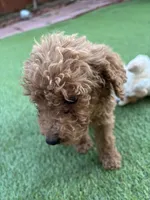 Charlie, a male Poodle - Standard  for sale in Lake Elsinore, CA – 3 of 9