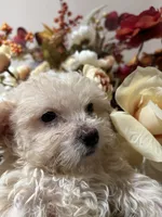 Bella, a female Poodle - Miniature  for sale in Lake Elsinore, CA – 4 of 10