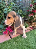 Toby, a male Beagle for sale in Lake Elsinore, CA – 5 of 7