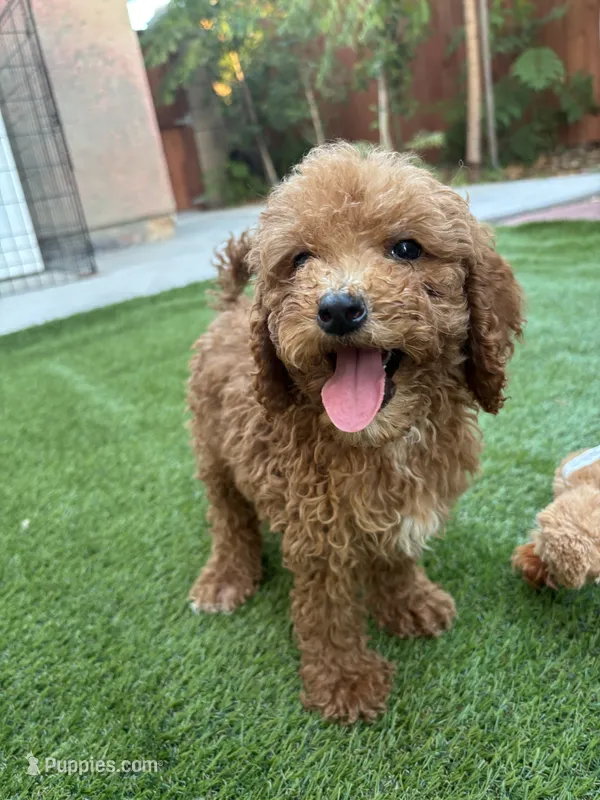 Daisy – Poodle - Standard  puppy for sale in Lake Elsinore, CA