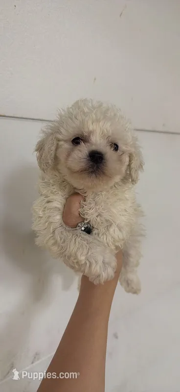 Harry – Bichon Frise puppy for sale in Lake Elsinore, CA