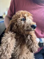 Cooper, a male Poodle - Standard  for sale in Lake Elsinore, CA – 4 of 10