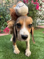 Zoey, a female Beagle for sale in Lake Elsinore, CA – 6 of 8