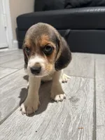 Toby, a male Beagle for sale in Lake Elsinore, CA – 5 of 10