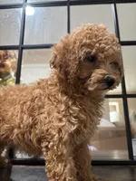 Molly, a female Poodle - Miniature  and Poodle - Standard  for sale in Lake Elsinore, CA – 8 of 10