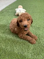Max, a male Poodle - Standard  for sale in Lake Elsinore, CA – 2 of 9