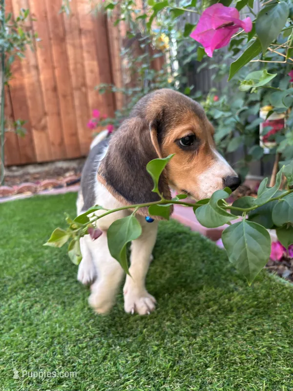 Toby – Beagle puppy for sale in Lake Elsinore, CA