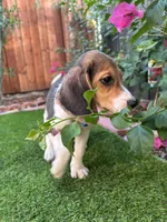 Toby, a male Beagle for sale in Lake Elsinore, CA – 1 of 7