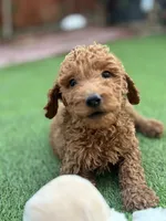 Cooper, a male Poodle - Standard  for sale in Lake Elsinore, CA – 4 of 10