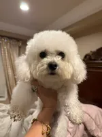 Simba, a male Bichon Frise for sale in Lake Elsinore, CA – 4 of 5