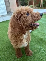 Bella, a female Poodle - Standard  for sale in Lake Elsinore, CA – 6 of 10