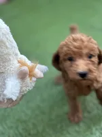 Bella, a female Poodle - Standard  for sale in Lake Elsinore, CA – 2 of 10
