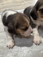 Honey, a female Beagle for sale in Lake Elsinore, CA – 7 of 10