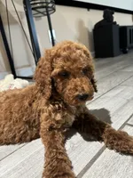Duke, a male Poodle - Standard  for sale in Lake Elsinore, CA – 6 of 10