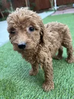 Daisy, a female Poodle - Standard  for sale in Lake Elsinore, CA – 6 of 9