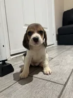 Snoopy, a male Beagle for sale in Lake Elsinore, CA – 6 of 10