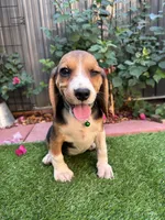 Zoey, a female Beagle for sale in Lake Elsinore, CA – 2 of 8