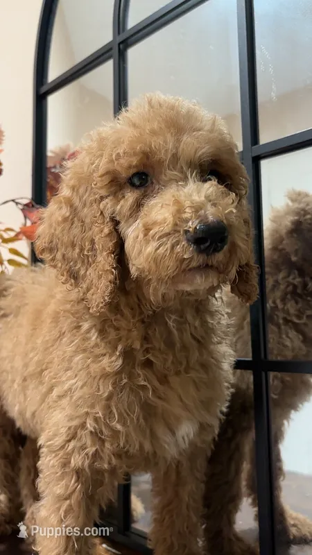 Max – Poodle - Standard  puppy for sale in Lake Elsinore, CA