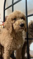 Max, a male Poodle - Standard  for sale in Lake Elsinore, CA – 1 of 10