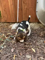 Lola, a female Beagle for sale in Lake Elsinore, CA – 4 of 6