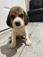 Snoopy, a male Beagle for sale in Lake Elsinore, CA – 3 of 10