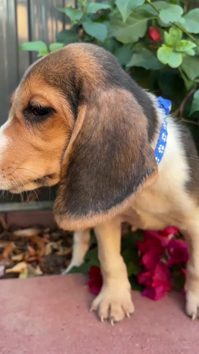 Toby, a male Beagle for sale in Lake Elsinore, CA – 7 of 7