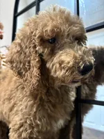 Max, a male Poodle - Standard  for sale in Lake Elsinore, CA – 2 of 10