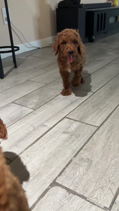 Duke, a male Poodle - Standard  for sale in Lake Elsinore, CA – 8 of 10