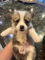 Dunn, a male Pembroke Welsh Corgi for sale in Lake Elsinore, CA – 1 of 3