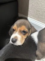 Toby, a male Beagle for sale in Lake Elsinore, CA – 8 of 10