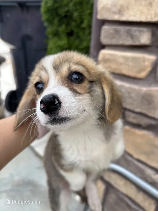 Betty – Pembroke Welsh Corgi puppy for sale in Lake Elsinore, CA