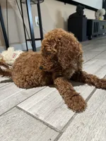 Duke, a male Poodle - Standard  for sale in Lake Elsinore, CA – 3 of 10