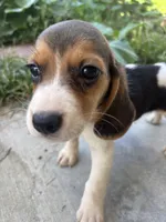 Lola, a female Beagle for sale in Lake Elsinore, CA – 3 of 10