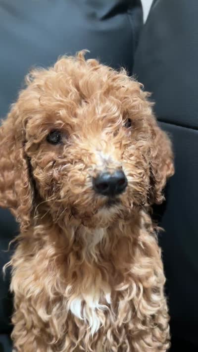 Daisy, a female Poodle - Standard  for sale in Lake Elsinore, CA – 10 of 10