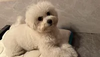 Simba, a male Bichon Frise for sale in Lake Elsinore, CA – 5 of 5