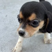 August, a female Beagle for sale in Lake Elsinore, CA – Photo 5 of 8