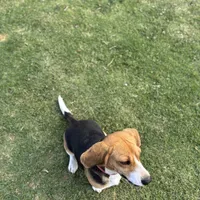 August, a female Beagle for sale in Lake Elsinore, CA – Photo 7 of 8